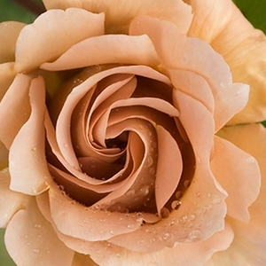 Róże ogrodowe - róże rabatowe floribunda - pomarańczowo - brązowy - Rosa  Caffe Latte - róża z dyskretnym zapachem - De Ruiter Innovations BV. - Dekoratywna róża floribunda o specyficznym, brązowo-pomarańczowym kolorze.